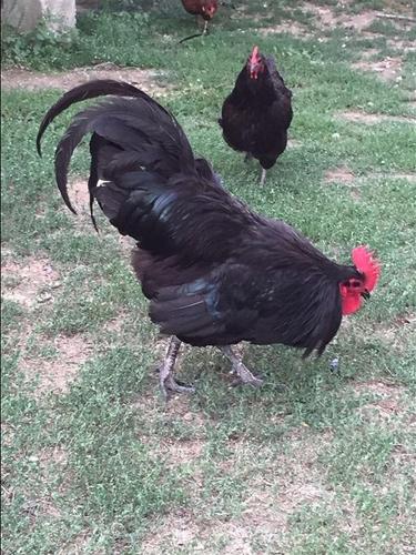 Australorp