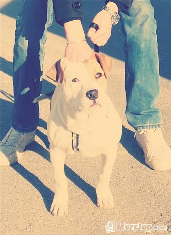 Pitbull