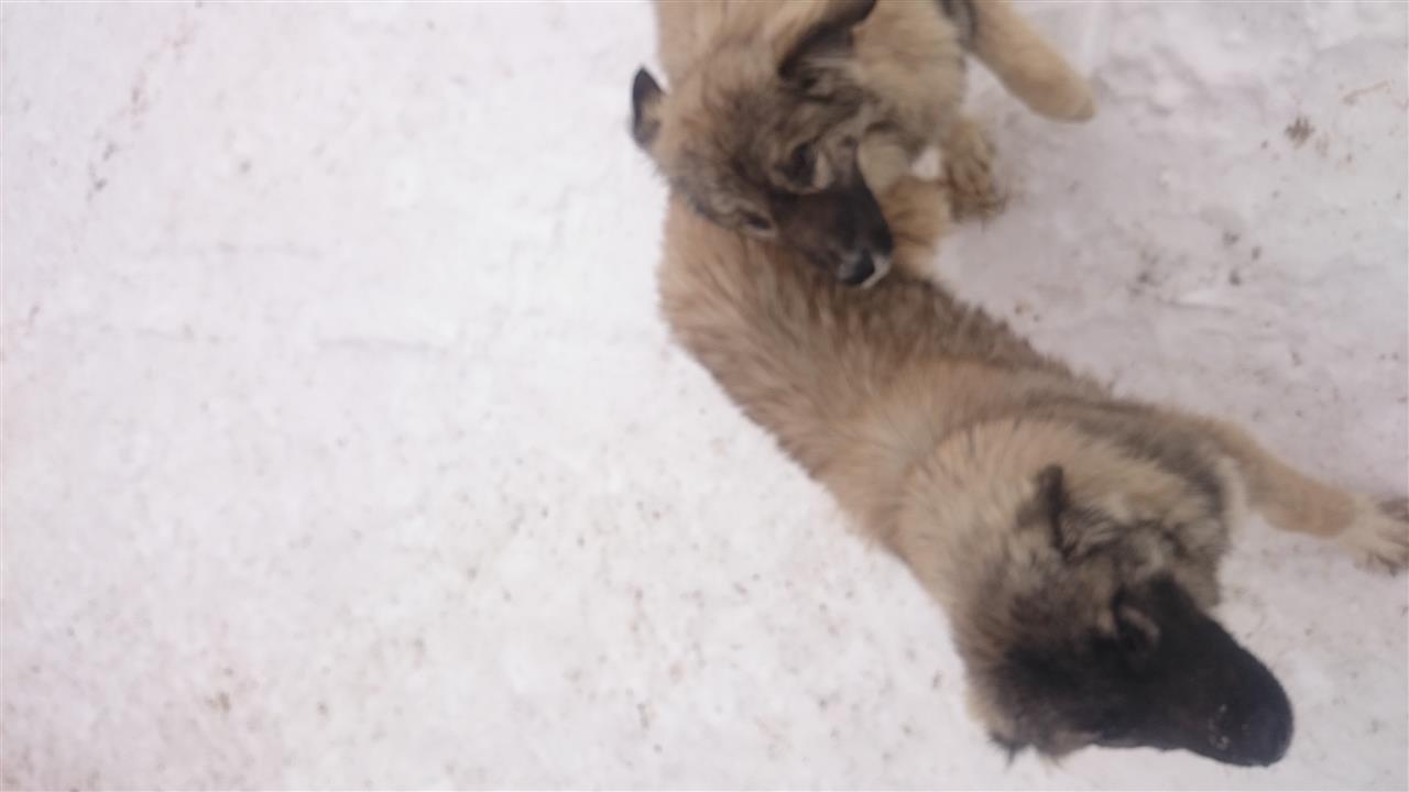 Klysha-sharit