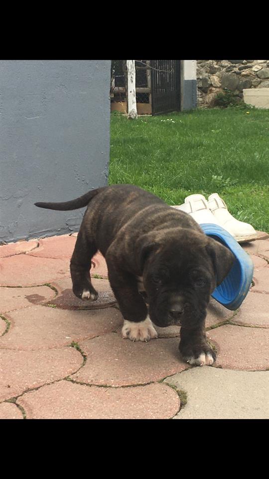 Cane-Corso