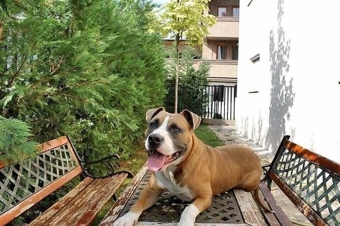 Pitbull 