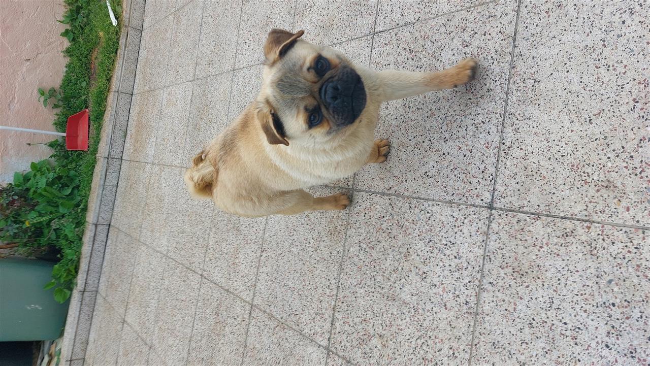 Pug