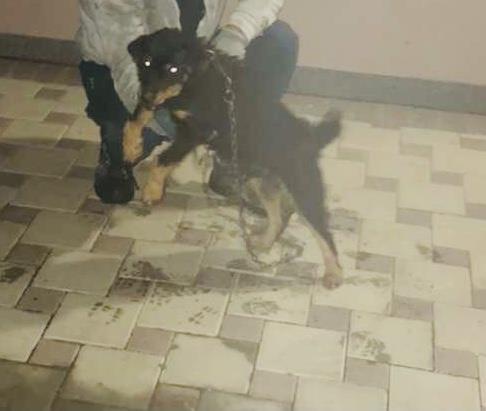 Terrier-