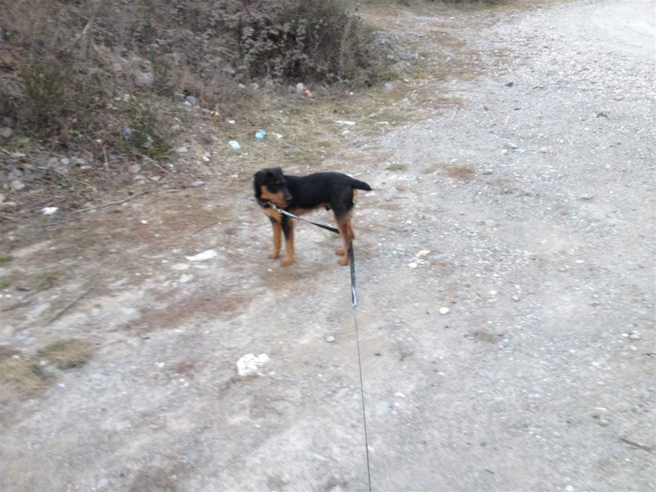terrier