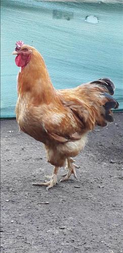 knojsi