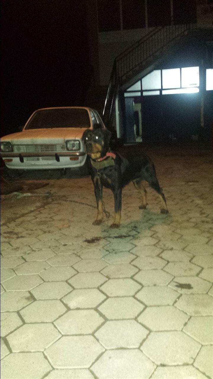 Rottweiler