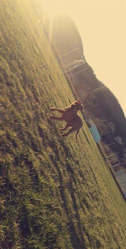 PITBULL REDNOUSE 