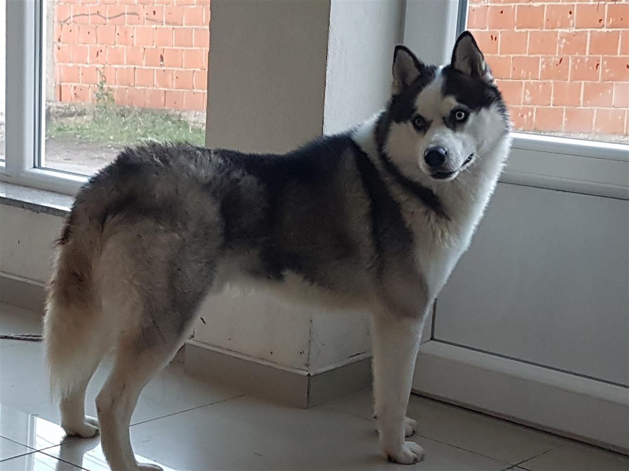 husky-