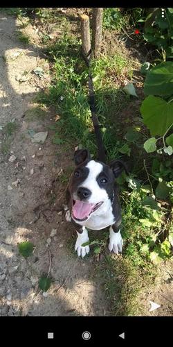Pitbull