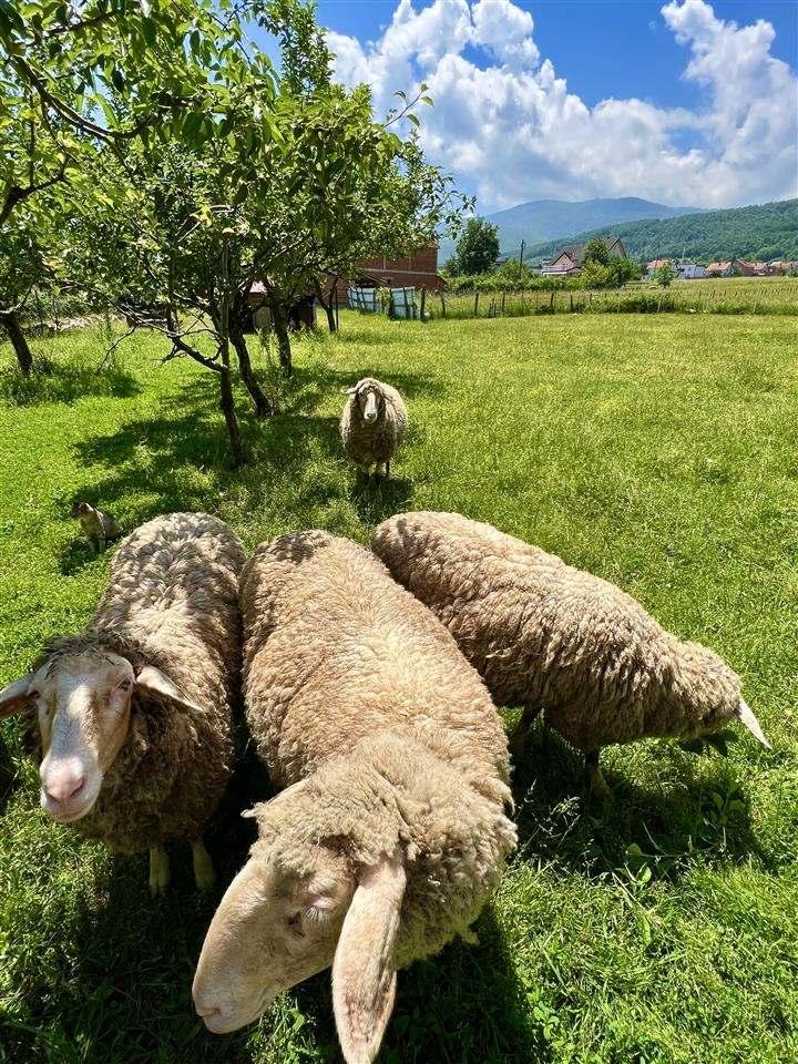 Dele