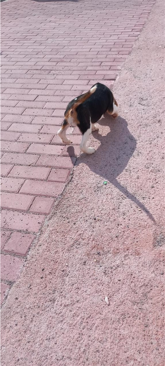 Beagle
