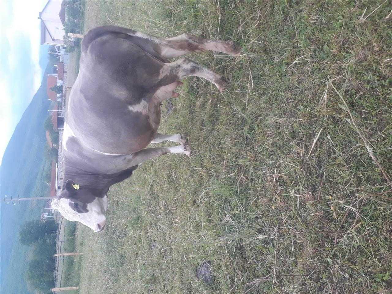 Lop