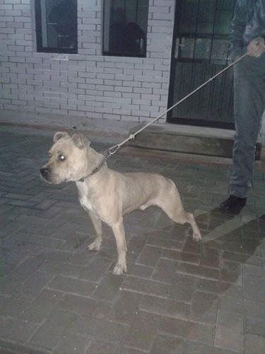 Pitbull