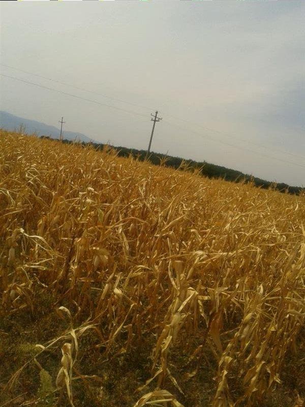 Miseri