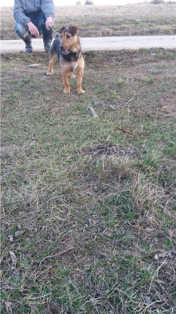 Terrier