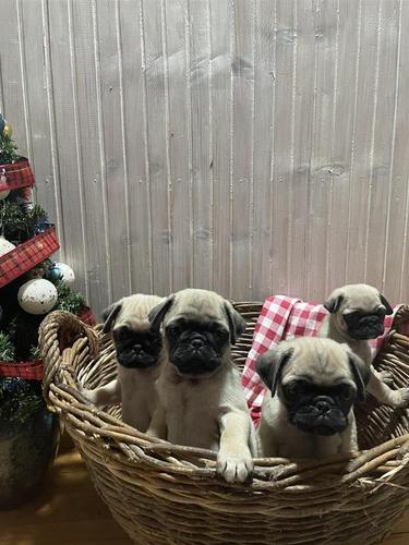 Pugg