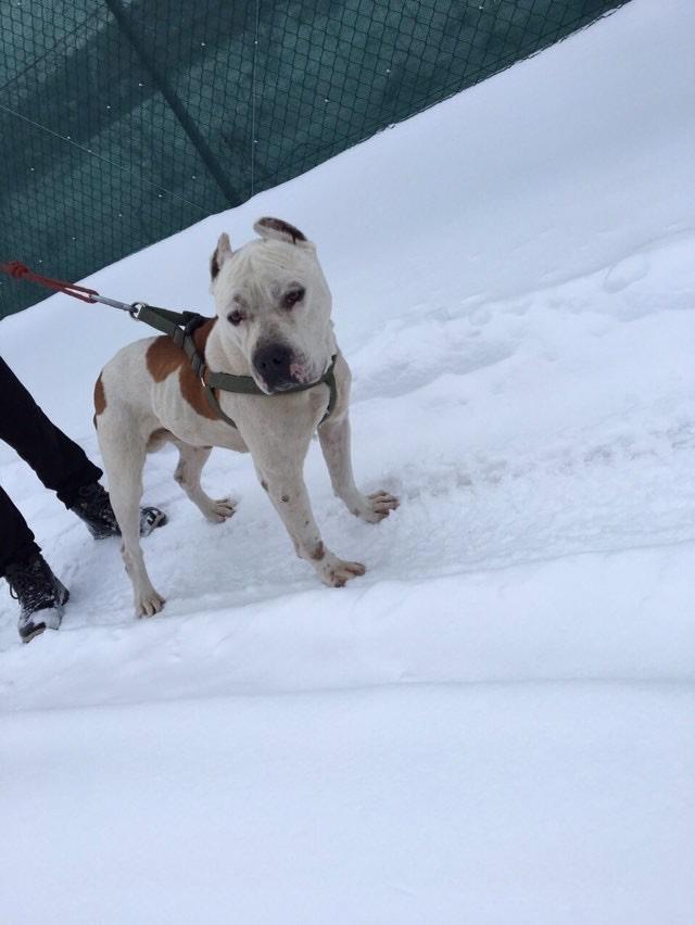 shitet-pitbull