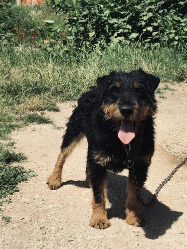 Terrier Mashkull