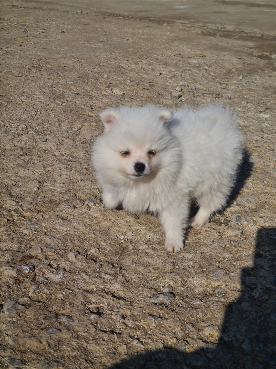 Minispitz