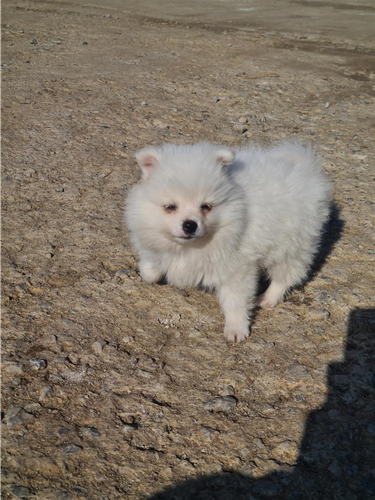 Minispitz