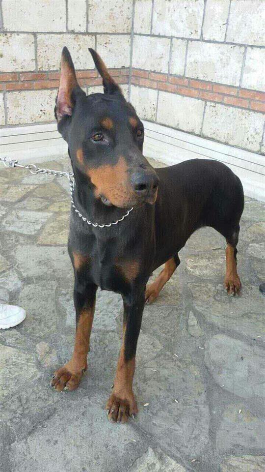 DOBERMAN