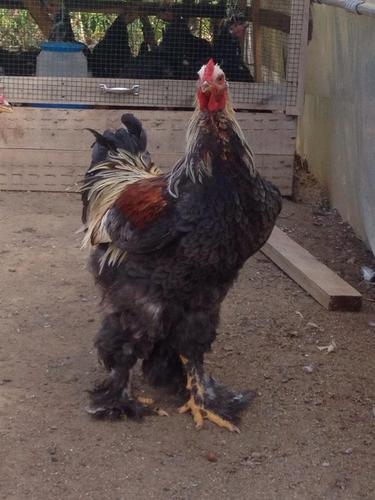 Brahma 