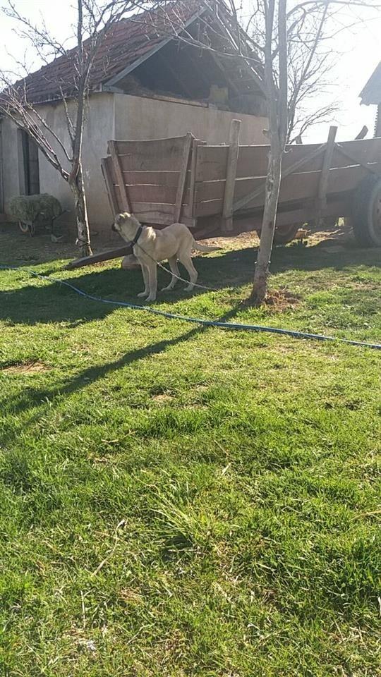 Kangall