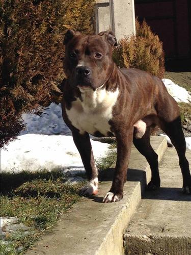 Pitbull