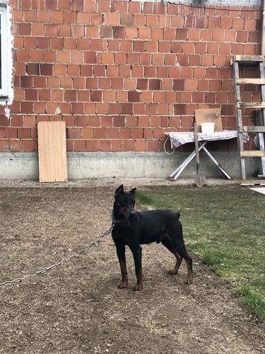 Dobermoni