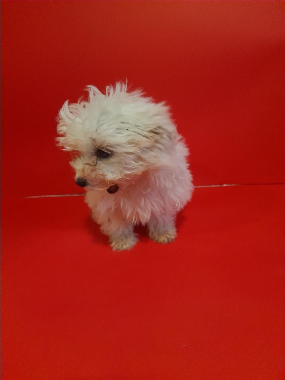 Mini-maltezer-