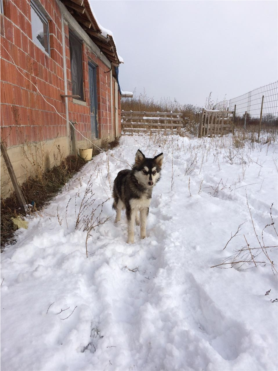 Mini-haski