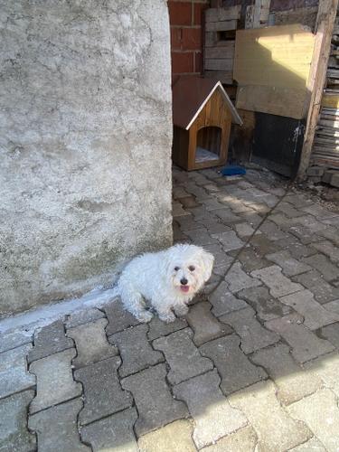 Maltezer