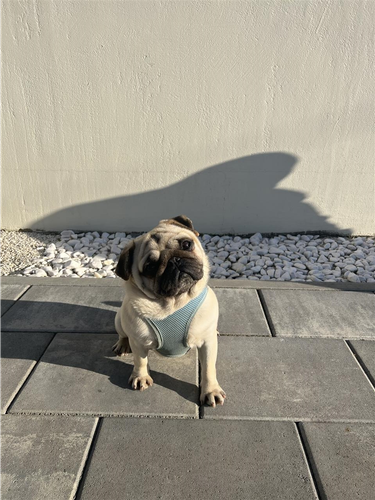 Raca pug