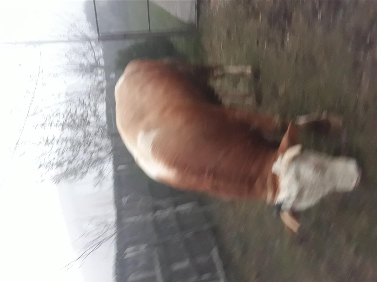 Bika