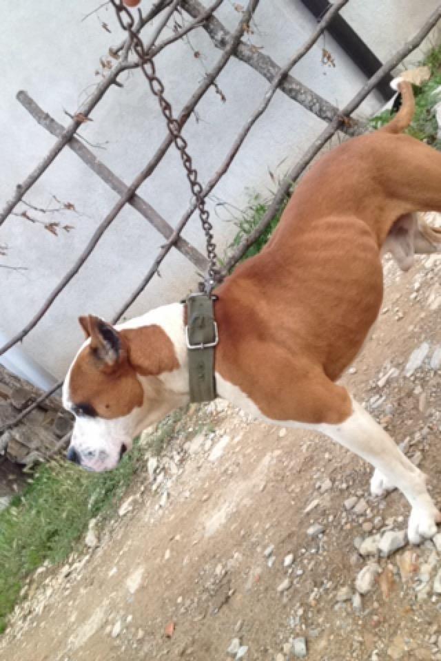 Pit-bull