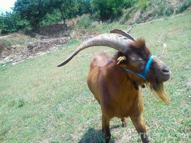 cjapi
