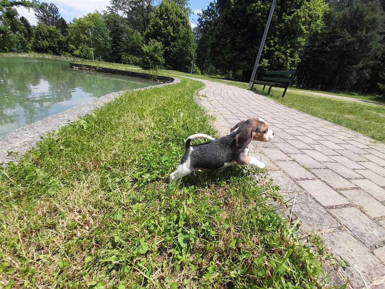 Beagle