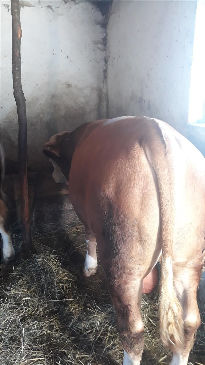 bika-