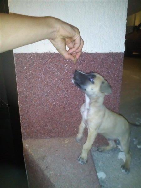 Pitbull