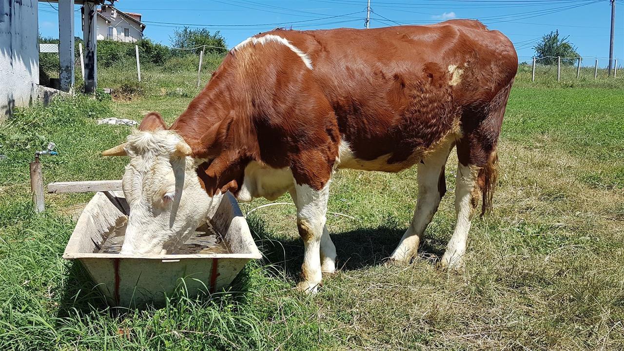 Mshtjerr-dhe-lop-shterp