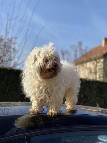 Maltezer