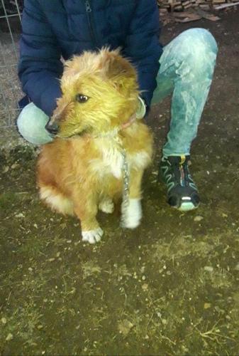 Bubi