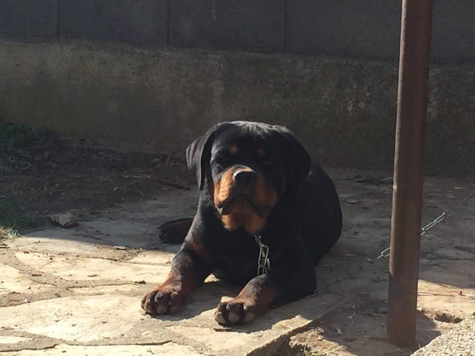 ROTTWEILER