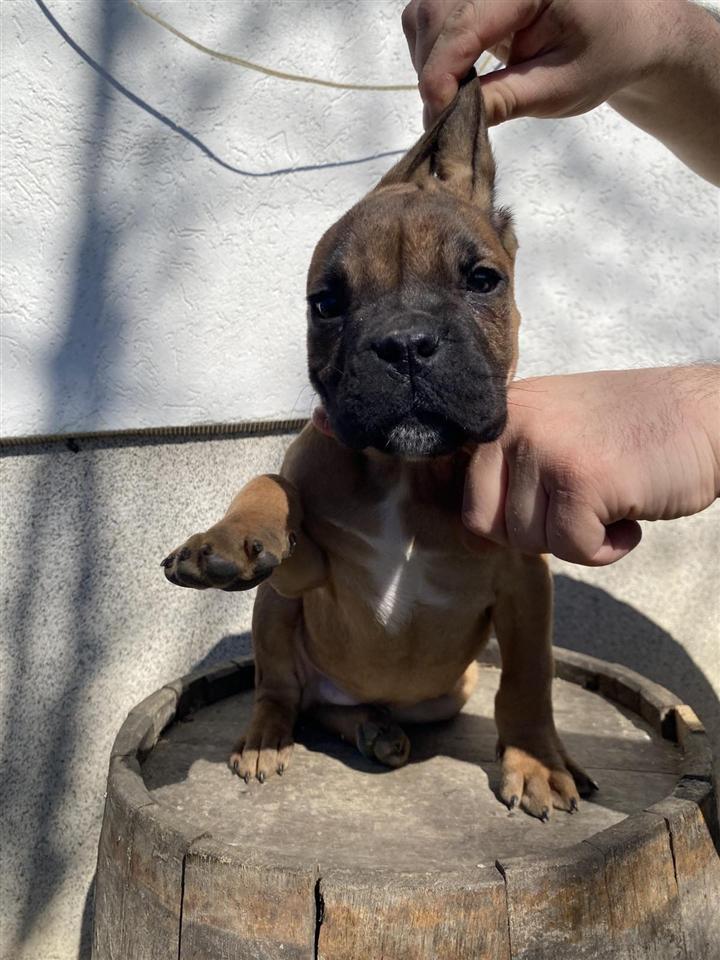 Cane-Corso
