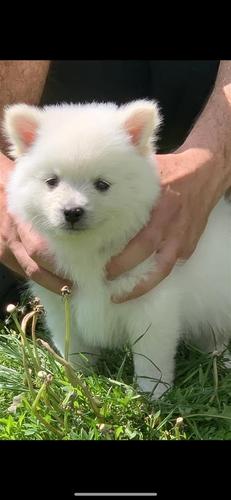 Minispitz