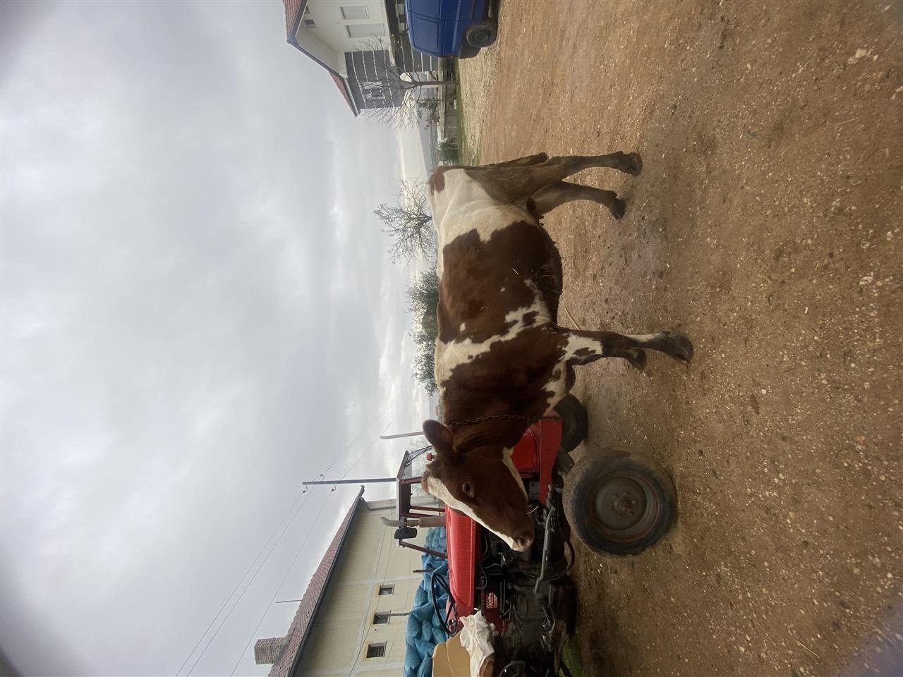 lop-barsa-