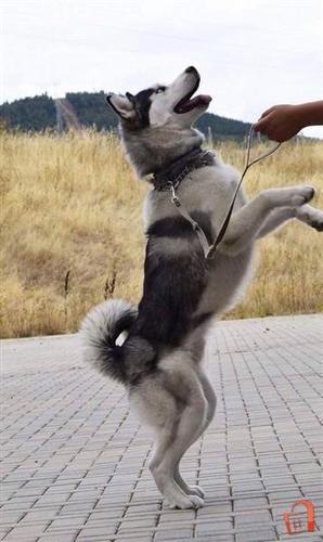 Hasky