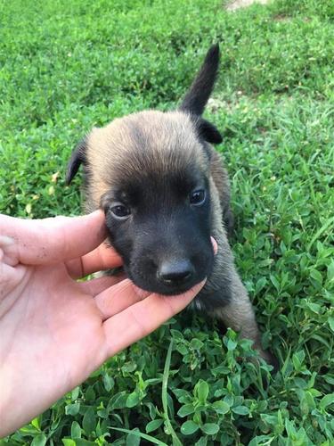 Belg malinois