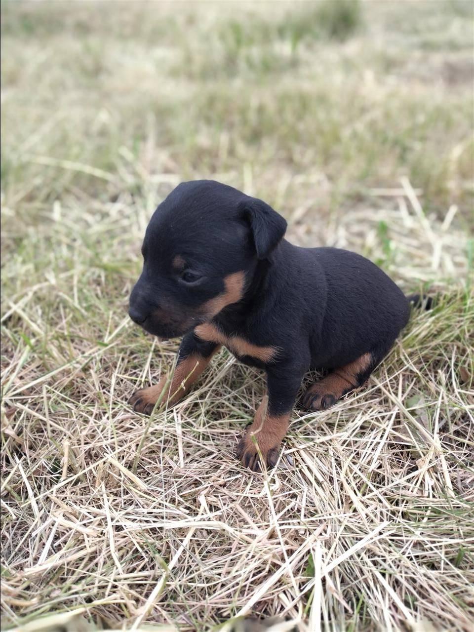 Terrier
