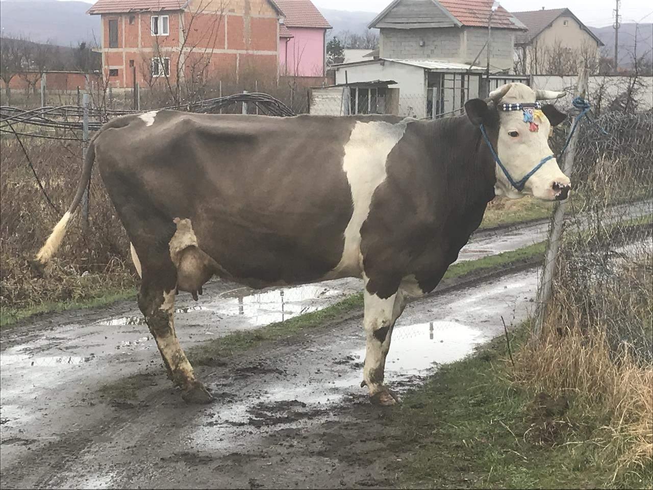 U-shitt